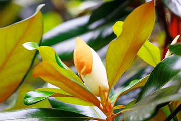 Canvas Print - Magnolia grandiflora flowers