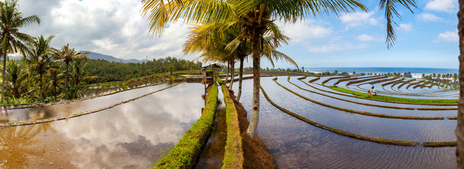 Wall Mural - scenic view of rice terraces in bali indonesia panorama