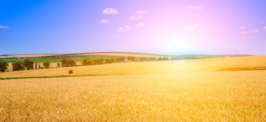 Golden sunset over wheat field. Wide photo.