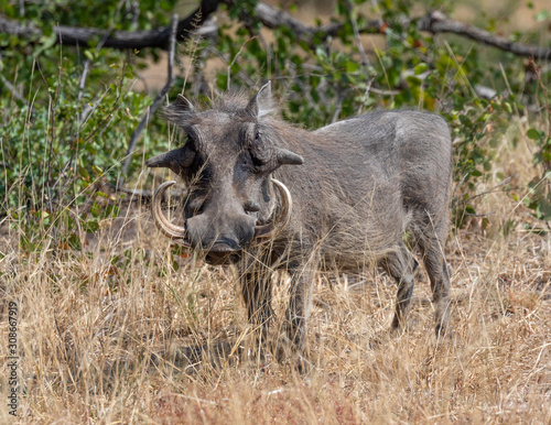 Fotomural One warthog with big tusks standing in dry grass in Kruger National Park