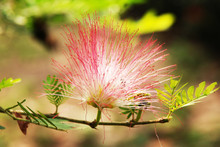 Sensitive Plant Flower With Green Leaves Background