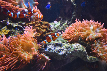 Clownfish and Paracanthurus in coral