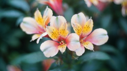 The beautiful white pink yellow blossom flower.