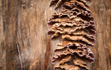 Mushrooms On Horse Chestnut Trunk