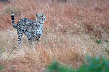 Wall Mural - cheetah portrait in kruger park south africa while hunting