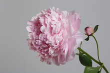 Tender Pink Peony Flower Isolated On Gray Background.
