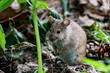 © Anton Mir-Mar - Striped field mouse apodemus agrarius sitting on ground. Cute common forest rodent animal in wildlife.