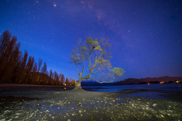  Amazing view of milky way at the Wanaka Lake shore.That Wanaka tree with milky way background.