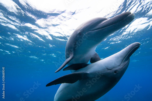 Fototapety delfiny  niebieska-woda-z-delfinkami