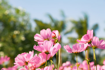 Pink blooming cosmos flower in garden