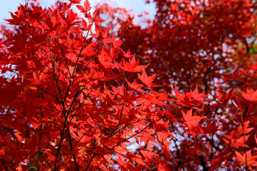 Wall Mural - Japanese red maple leaves background