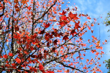Wall Mural - Japanese red maple leaves in autumn season