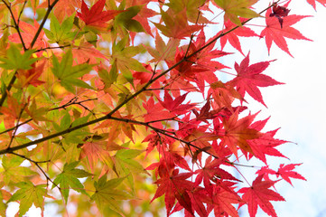 Wall Mural - Multi-colored japanese maple leaves background
