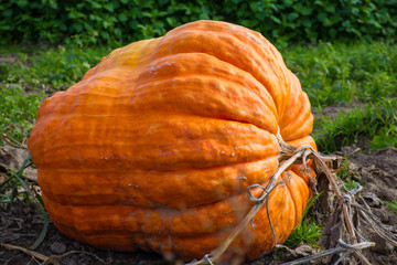 Giant pumpkin on green natural background