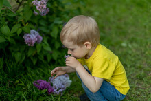 The Child Sniffs Lilac Flowers. Boy In A Yellow T-shirt. Spring, Summer, Greenery, Relaxation.