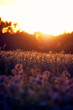 Sunset in a cornfield with wildflowers in the foreground