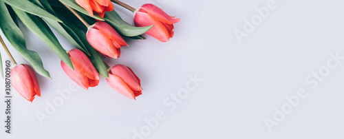 Red tulip flower on natural white background from above Canvas Print