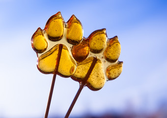 Wall Mural - Lollipop on a stick in the package in the form of adog paw on a blue background