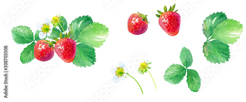 イチゴの水彩イラスト 花 葉 果実のパーツセット Stock イラスト Adobe Stock