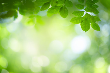 Green nature background. Close up view of green leaf with beauty bokeh under sunlight for natural and freshness wallpaper concept.