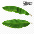 3d realistic vector green fresh leaves with banana or palm trees, top view, side view