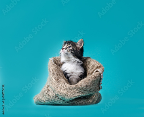 Cuadros en Lienzo tabby kitten gets out of the sack on a turquoise background