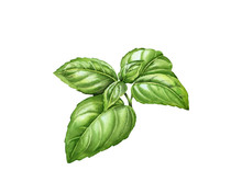 Watercolor Basil Branch With Realistic Leaves. Hand Drawn Botanical Illustration Isolated On White. Spices Herbs Element For Food Recipes, Labels, Banners 