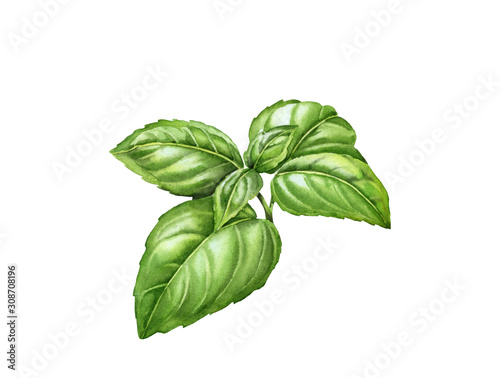 Cuadros en Lienzo Watercolor basil branch with realistic leaves