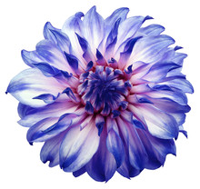 Dahlia Flower White-blue. Flower Isolated On A White Background. No Shadows With Clipping Path. Close-up. Nature.