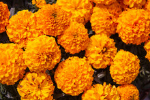 Marigold Flower, Lots Of Beautiful Marigold Flowers In The Garden.