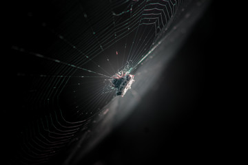  The spider 