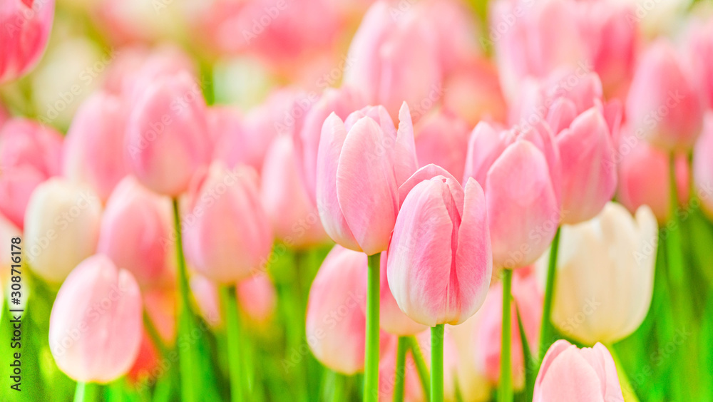 The beautiful tulip flowers in the garden using as the nature background and spring season wallpaper concept. - obrazy, fototapety, plakaty 