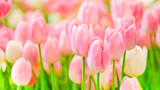 The beautiful tulip flowers in the garden using as the nature background and spring season wallpaper concept.