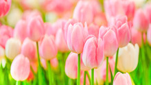 The Beautiful Tulip Flowers In The Garden Using As The Nature Background And Spring Season Wallpaper Concept.