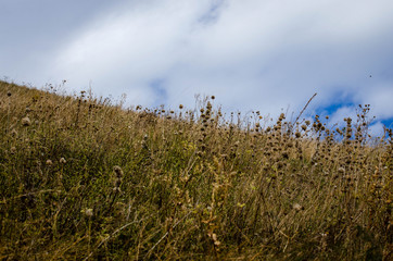 field of wheat