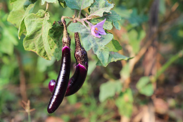 Wall Mural - Closeup of organic purple long eggplant growing in backyard garden in bright sunny morning. 