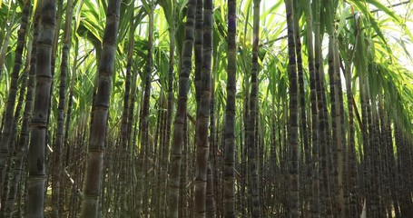 Wall Mural - Sugarcane plants blowing in the wind at field