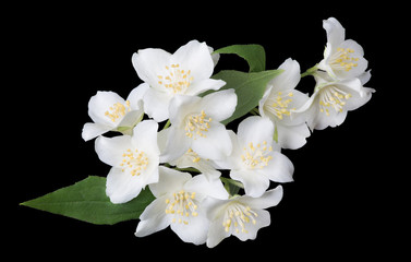 Wall Mural - bunch of jasmine branches on black