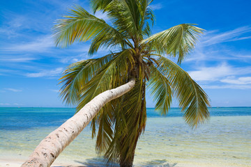 Canvas Print - Inclined palm tree on wild coast of Sargasso sea, Punta Cana, Dominican Republic