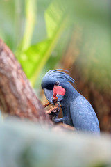 Canvas Print - The palm cockatoo (Probosciger aterrimus), also known as the goliath cockatoo or great black cockatoo sitting in the middle of a green jungle. Head of a black cockatoo in the rainforest.