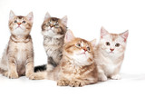 Fototapeta Koty - Front view of four kittens.