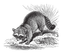 Raccoon (Procyon Lotor) / Vintage Illustration From Meyers Konversations-Lexikon 1897 