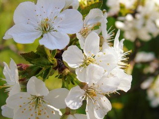 Liguria, Italy – 11/29/2019: Beautiful caption of the cherry tree and other different fruit plants with first amazing winter flowers  in the village and an incredible blue sky in the background. 