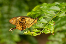 Cream Colored Swallowtail Butterfly