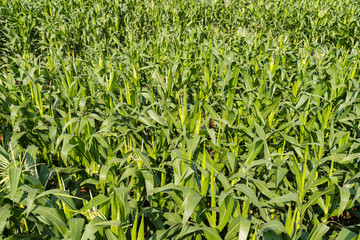 Wall Mural - Green corn farm background and sunlight