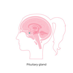 Canvas Print - Vector isolated illustration of Pituitary gland 