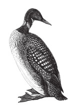 Great Northern Loon Or Common Loon (Gavia Immer) / Vintage Illustration From Meyers Konversations-Lexikon 1897