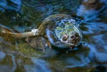 Snapping Turtle Swimming In The Wild.