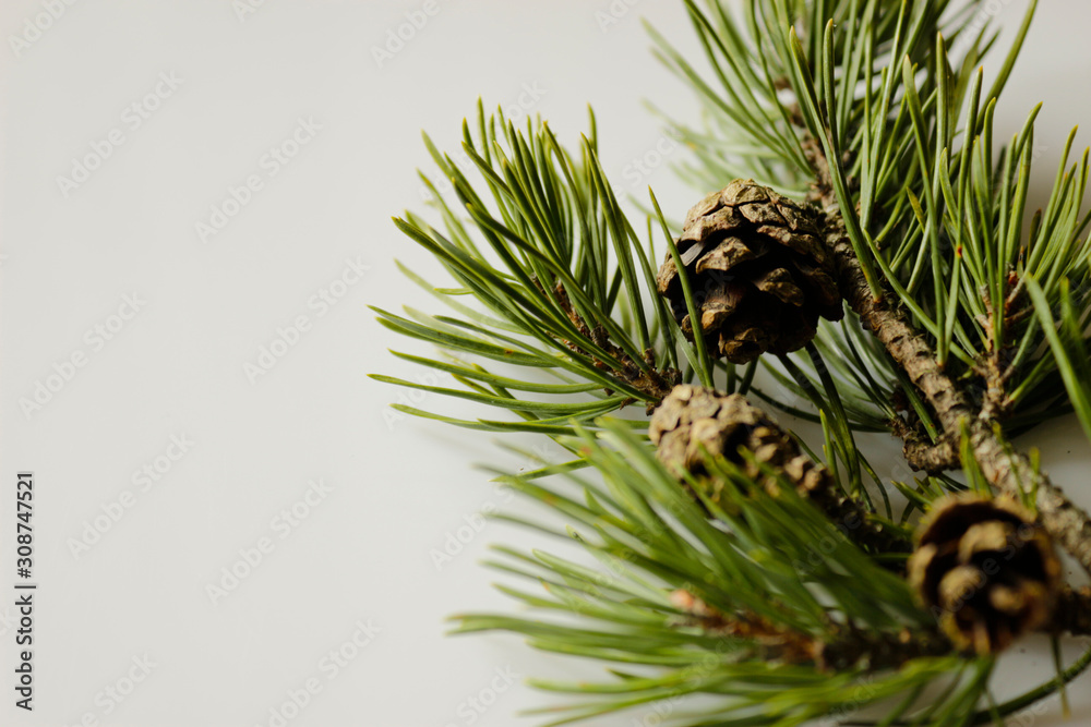 pine branch with cone on isolated white background  - obrazy, fototapety, plakaty 