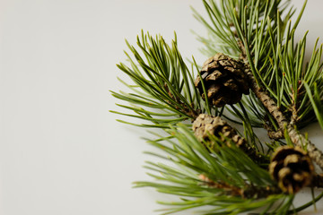 pine branch with cone on isolated white background 